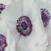 White Anemones Diamond Painting