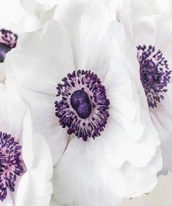 White Anemones Diamond Painting