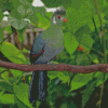 White Cheeked Turaco Bird Diamond Painting