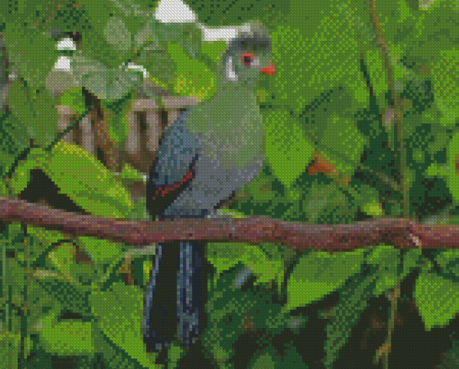 White Cheeked Turaco Bird Diamond Painting