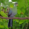 White Cheeked Turaco Bird Diamond Painting