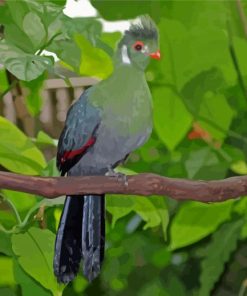 White Cheeked Turaco Bird Diamond Painting