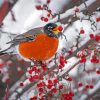 Winter Robin Bird Diamond Painting