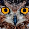 Yellow Owl Eyes Diamond Painting