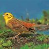 Yellowhammer Bird Diamond Paintings