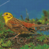 Yellowhammer Bird Diamond Paintings