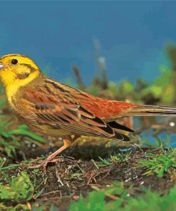 Yellowhammer Bird Diamond Paintings