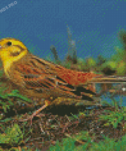 Yellowhammer Bird Diamond Paintings