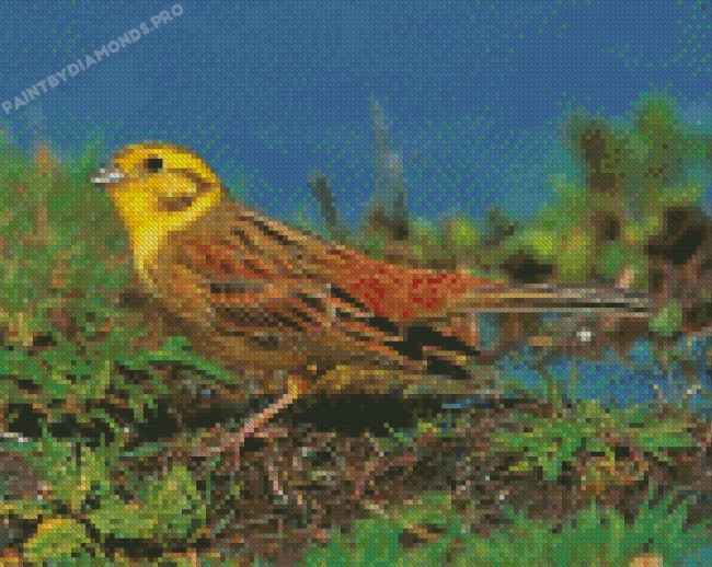 Yellowhammer Bird Diamond Paintings