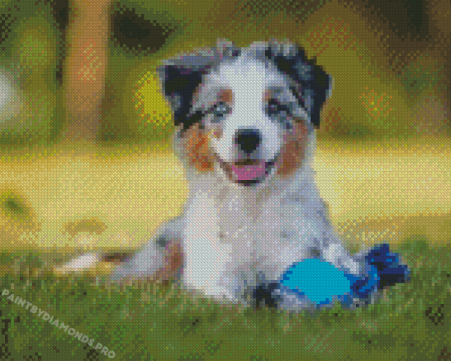 Aesthetic Mini Australian Sheep Dog Diamond Painting