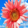 Aesthetic Pink Sunflower Diamond Painting