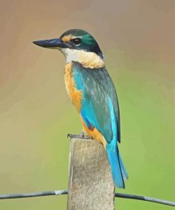 Bird Kotare Diamond Painting