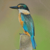 Bird Kotare Diamond Painting