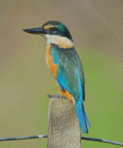 Bird Kotare Diamond Painting