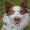 Blue Eyes Brown Border Collie Diamond Painting