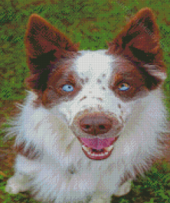 Blue Eyes Brown Border Collie Diamond Painting