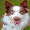 Blue Eyes Brown Border Collie Diamond Painting