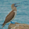 Blue Footed Boobie Diamond Painting