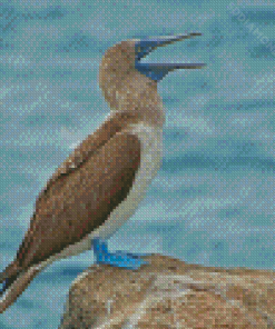 Blue Footed Boobie Diamond Painting