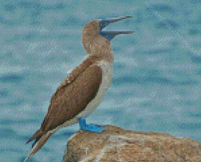 Blue Footed Boobie Diamond Painting