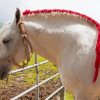 Braided Percheron Horse Diamond Painting