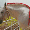 Braided Percheron Horse Diamond Painting