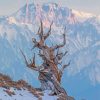 Bristlecone Pine Tree In Winter Diamond Painting