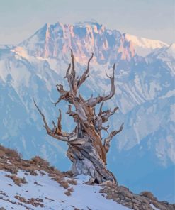 Bristlecone Pine Tree In Winter Diamond Painting