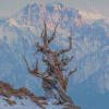 Bristlecone Pine Tree In Winter Diamond Painting