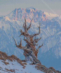 Bristlecone Pine Tree In Winter Diamond Painting