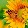 Butterfly On Sunflower Diamond Painting