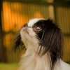 Close Up Japanese Chin Diamond Painting