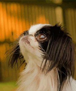 Close Up Japanese Chin Diamond Painting