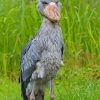 Cool Shoebill Diamond Painting