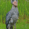 Cool Shoebill Diamond Painting