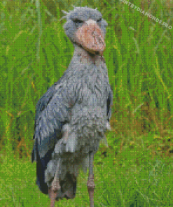 Cool Shoebill Diamond Painting