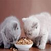 Cute Cats With Food Diamond Painting