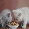 Cute Cats With Food Diamond Painting