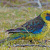 Cute Green Rosella Diamond Painting