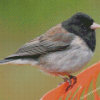 Cute Junco Bird Diamond Paintings