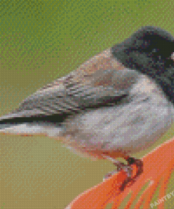 Cute Junco Bird Diamond Paintings