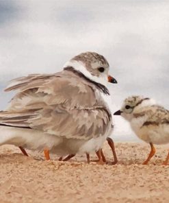 Cute Piping Plover Birds Diamond Painting