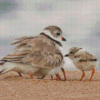 Cute Piping Plover Birds Diamond Painting