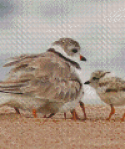 Cute Piping Plover Birds Diamond Painting