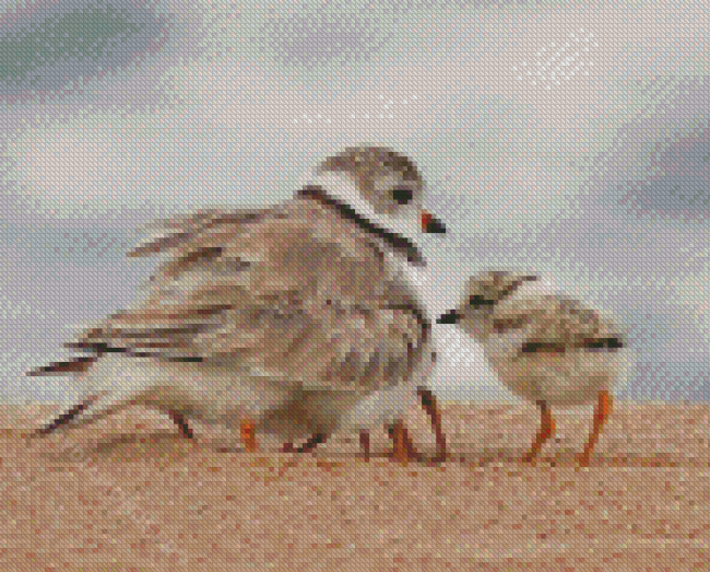 Cute Piping Plover Birds Diamond Painting