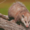 Cute Possum Diamond Painting