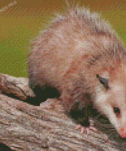 Cute Possum Diamond Painting