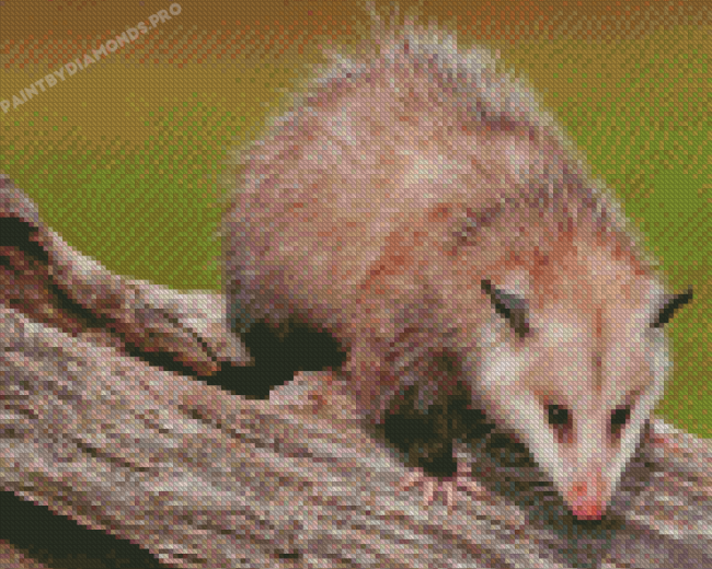 Cute Possum Diamond Painting