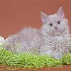 Grey Selkirk Rex Cat Diamond Painting