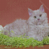 Grey Selkirk Rex Cat Diamond Painting